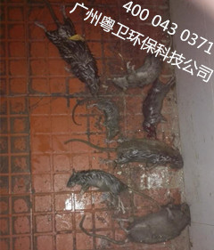 廣州滅鼠公司 廣州滅鼠公司