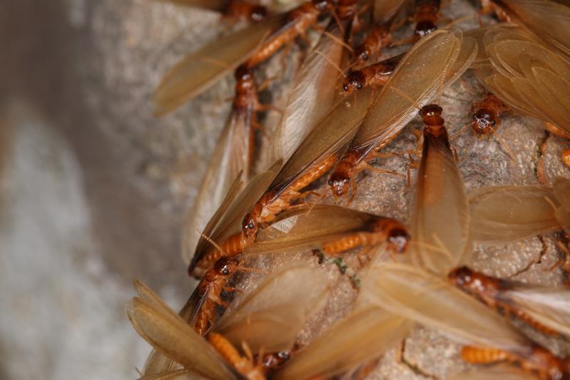 廣州白蟻預(yù)防