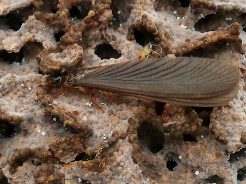 廣州白蟻預(yù)防公司